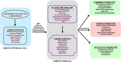 Cancer Stem Cells: Metabolic Characterization for Targeted Cancer Therapy